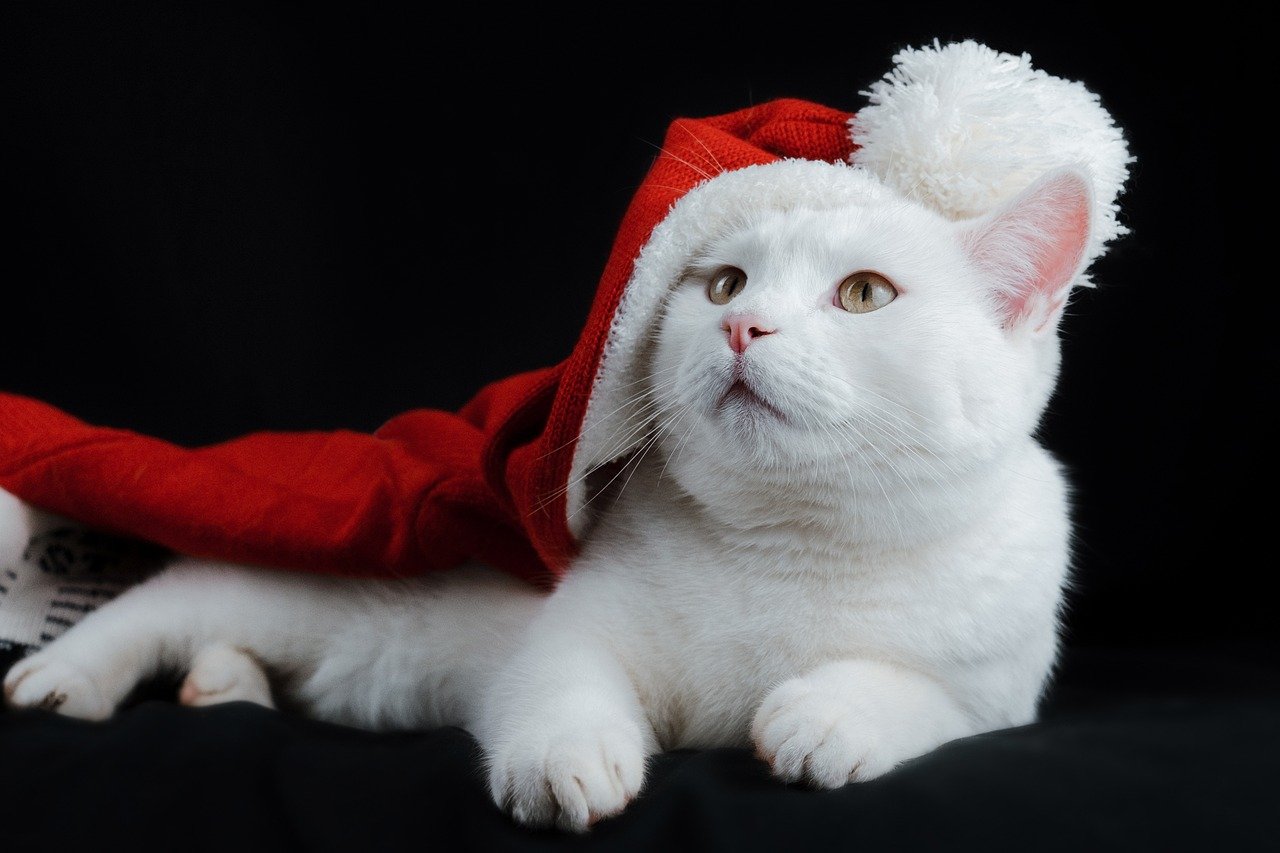 білий кіт у червоному капелюсі Санти