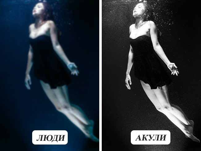 10 фотографій про те, як бачать тварини