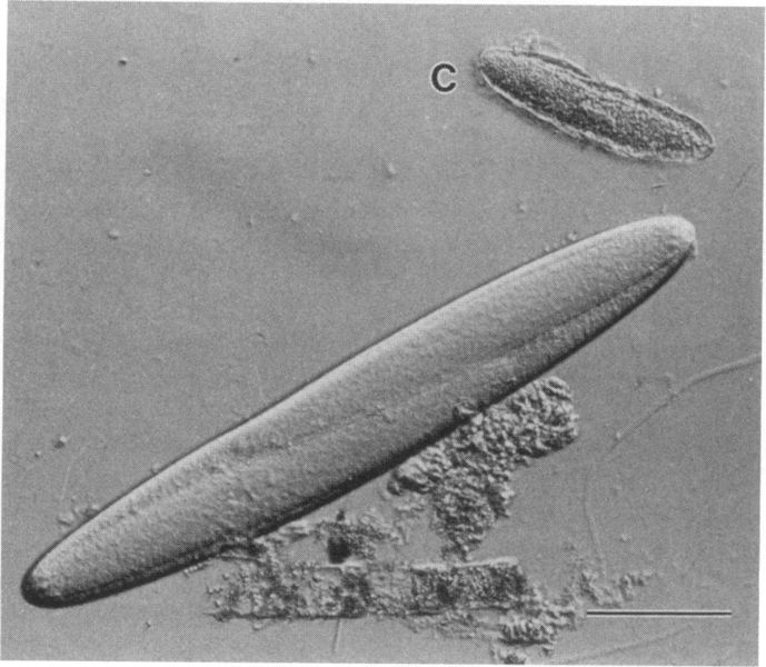 ᐈ 5 найбільших бактерій у світі - великі бактерії - самі великі 2024