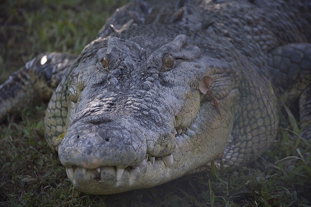 ᐈ 5 найбільших крокодилів у світі - великі крокодили - самі великі 2024