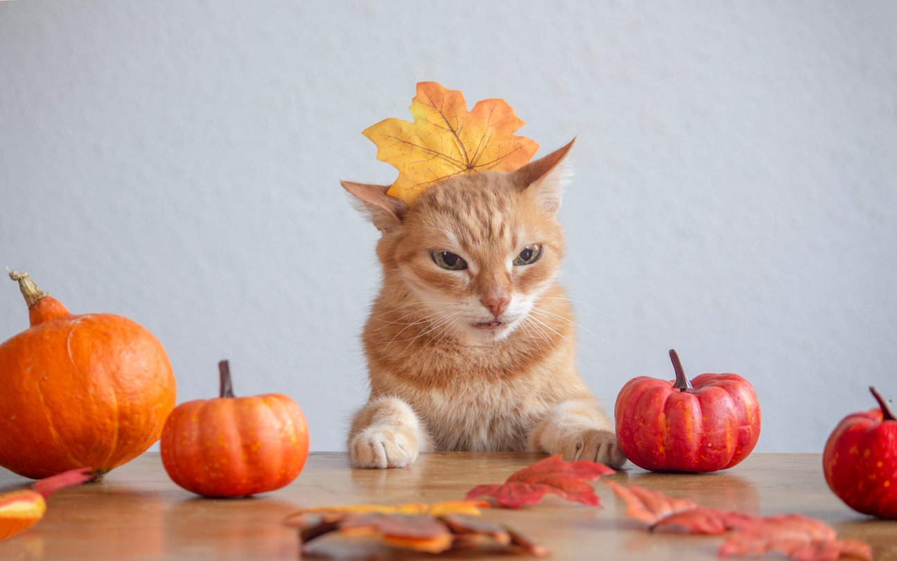 Рудий кіт на День подяки. На столі розкладені гарбузи. Рудий кіт із жовтим листом