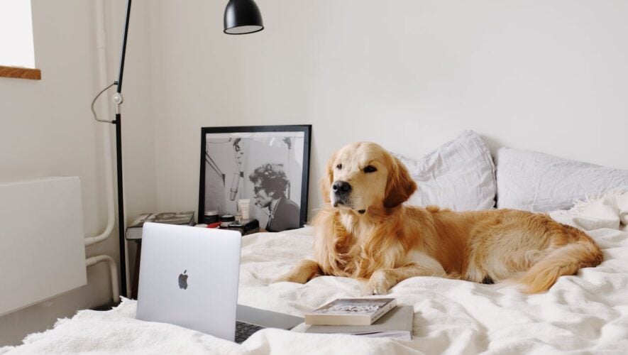 собака в ліжку з ноутбуком