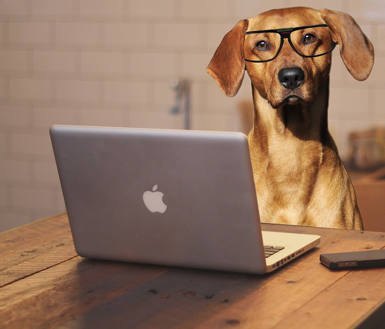 yellow dog in glasses sitting at a computer