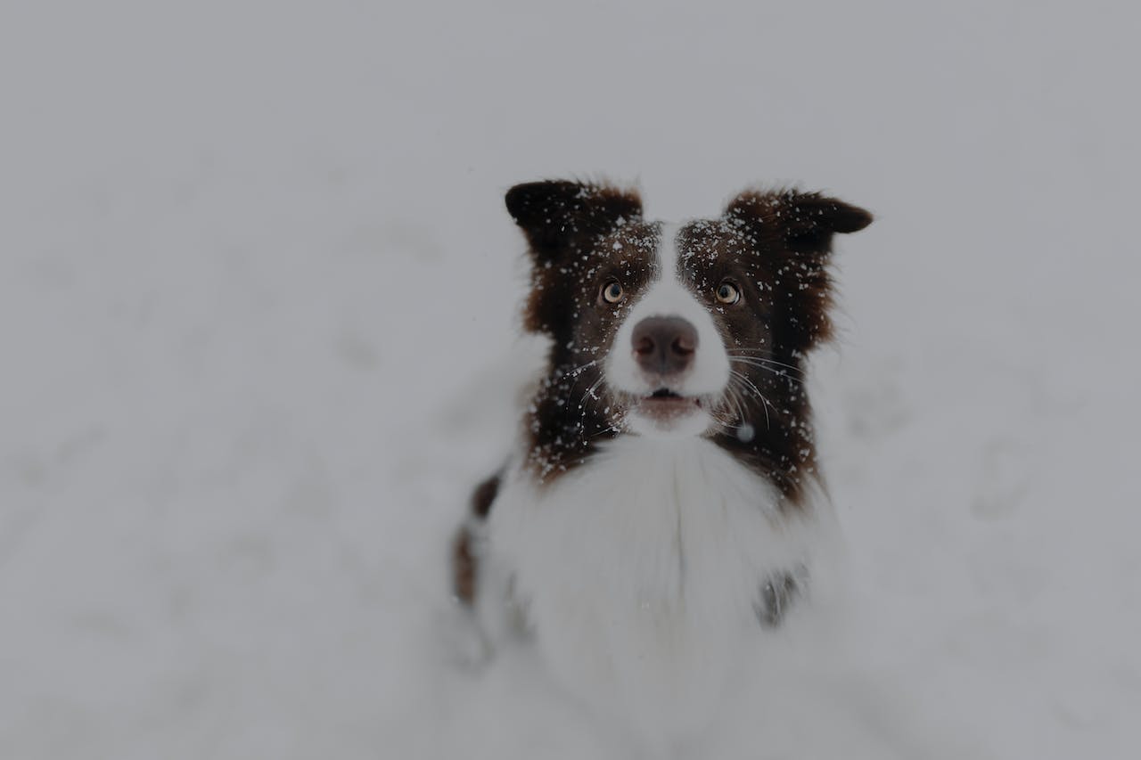 чорно-білий пес у снігу