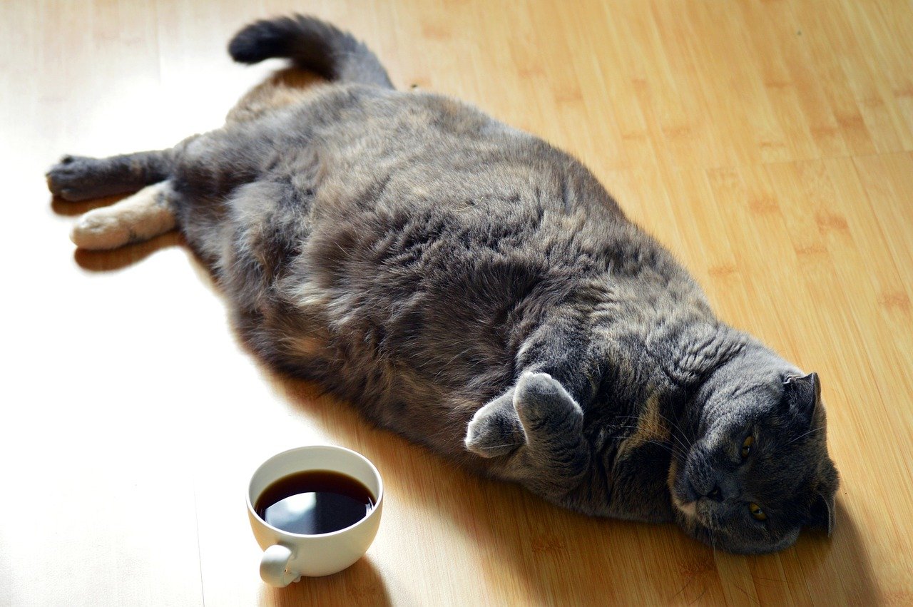 товстий сірий кіт розтягнувся на дерев'яній підлозі біля чашки кави