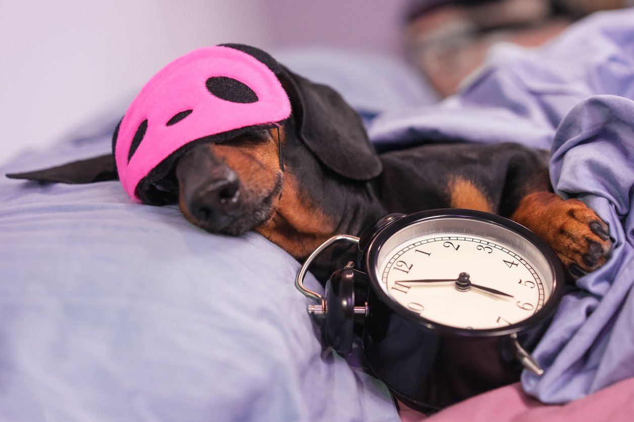 Чорно-підпалий собака породи такса спить у ліжку з маскою для сну та будильником.
