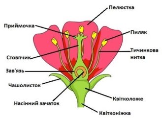 Будова квітки - Яка будова квітки?
