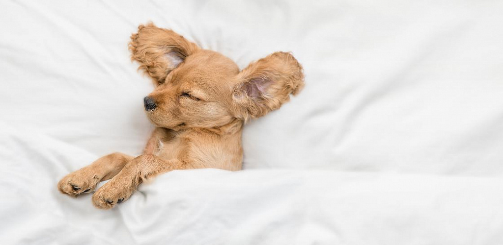 Чому собака багато спить - норми, причини, особливості