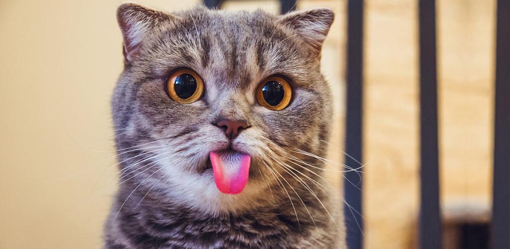Чому у кішок шорсткий язик – дізнайся відповідь