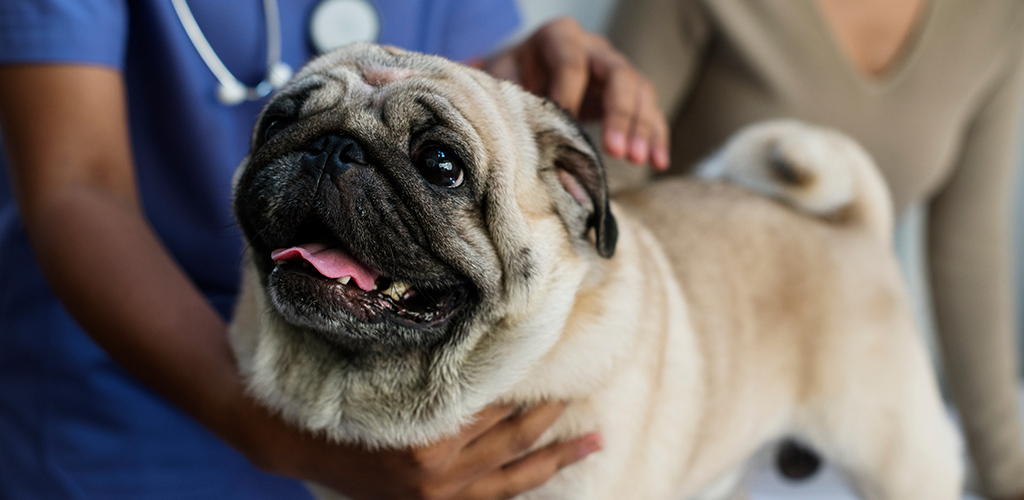Ниркова недостатність у собак: симптоми та лікування