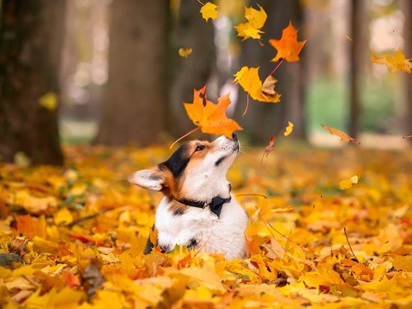 Осінь - Як написати твір про осінь?