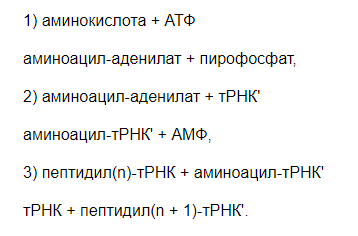 Рибосоми - Що таке рибосоми?