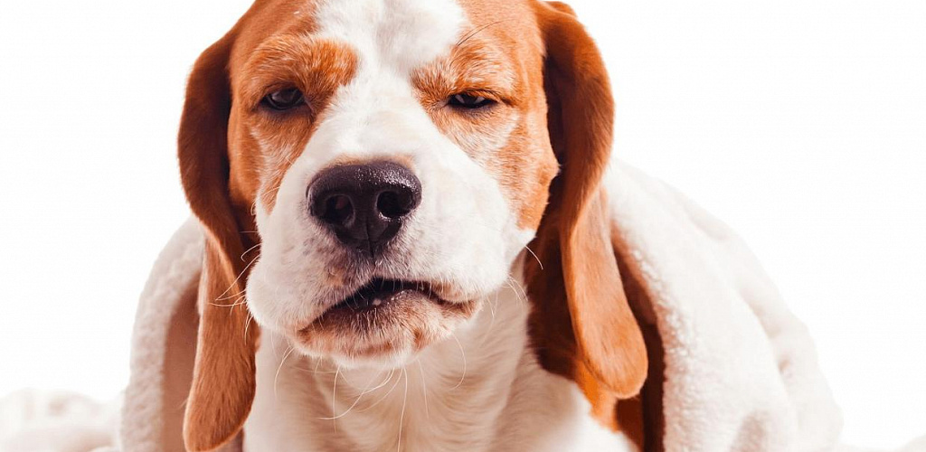 Розплідниковий кашель у собак: симптоми та лікування