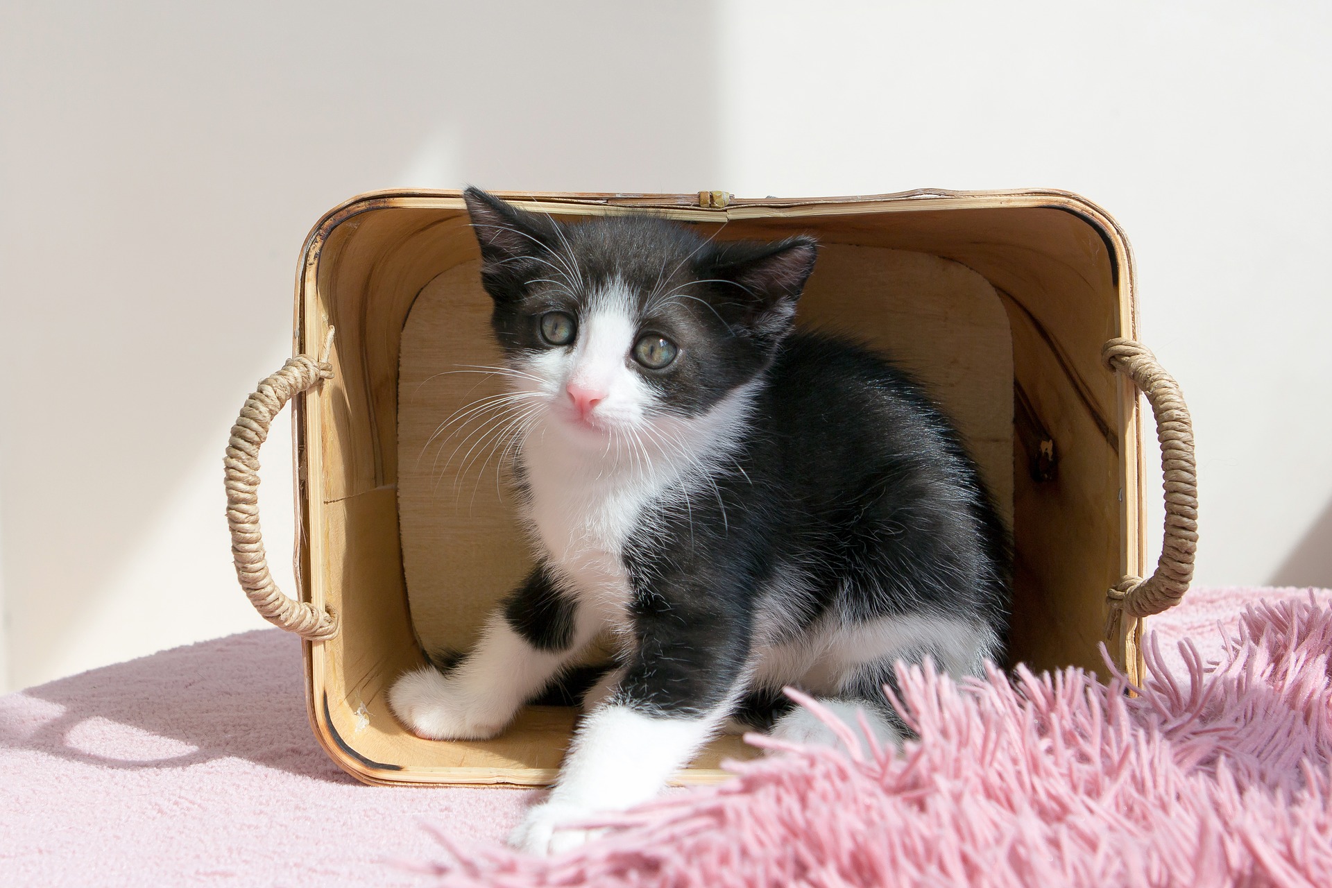 Серйозні помилки в догляді за котами, які роблять всі власники