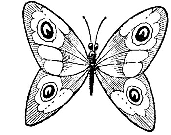 Як намалювати метелика - малюємо мтелика поетапно, малюнок метелика адмірал