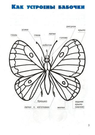 Як намалювати метелика - малюємо мтелика поетапно, малюнок метелика адмірал