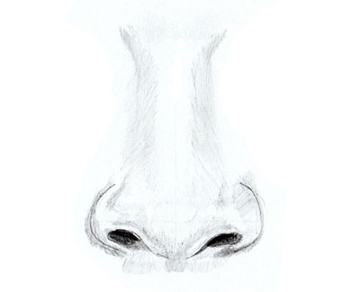 Як намалювати ніс - різні способи малювання носа в профіль і анфас