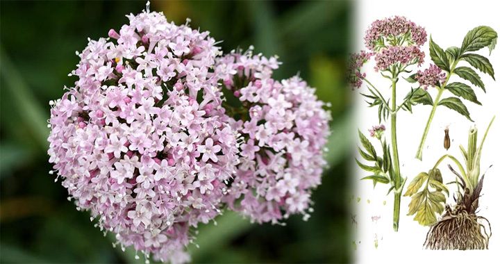 Як побороти безсоння