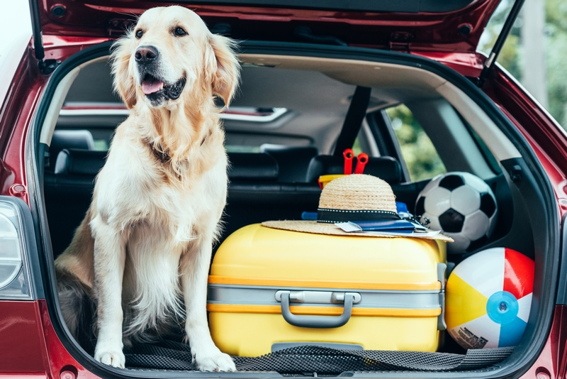 З собакою в подорож: що потрібно взяти з собою в дорогу