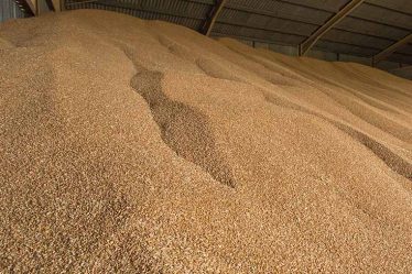 Вплив фаз розвитку пшениці на якість зерна при небулізації