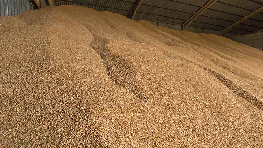 Вплив фаз розвитку пшениці на якість зерна при небулізації
