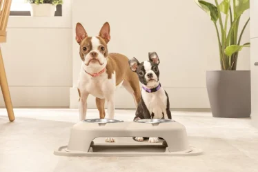 Депрессивная собака стала щенком за неделю: магия правильного питания