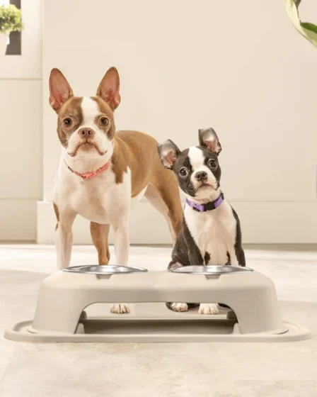 Депрессивная собака стала щенком за неделю: магия правильного питания